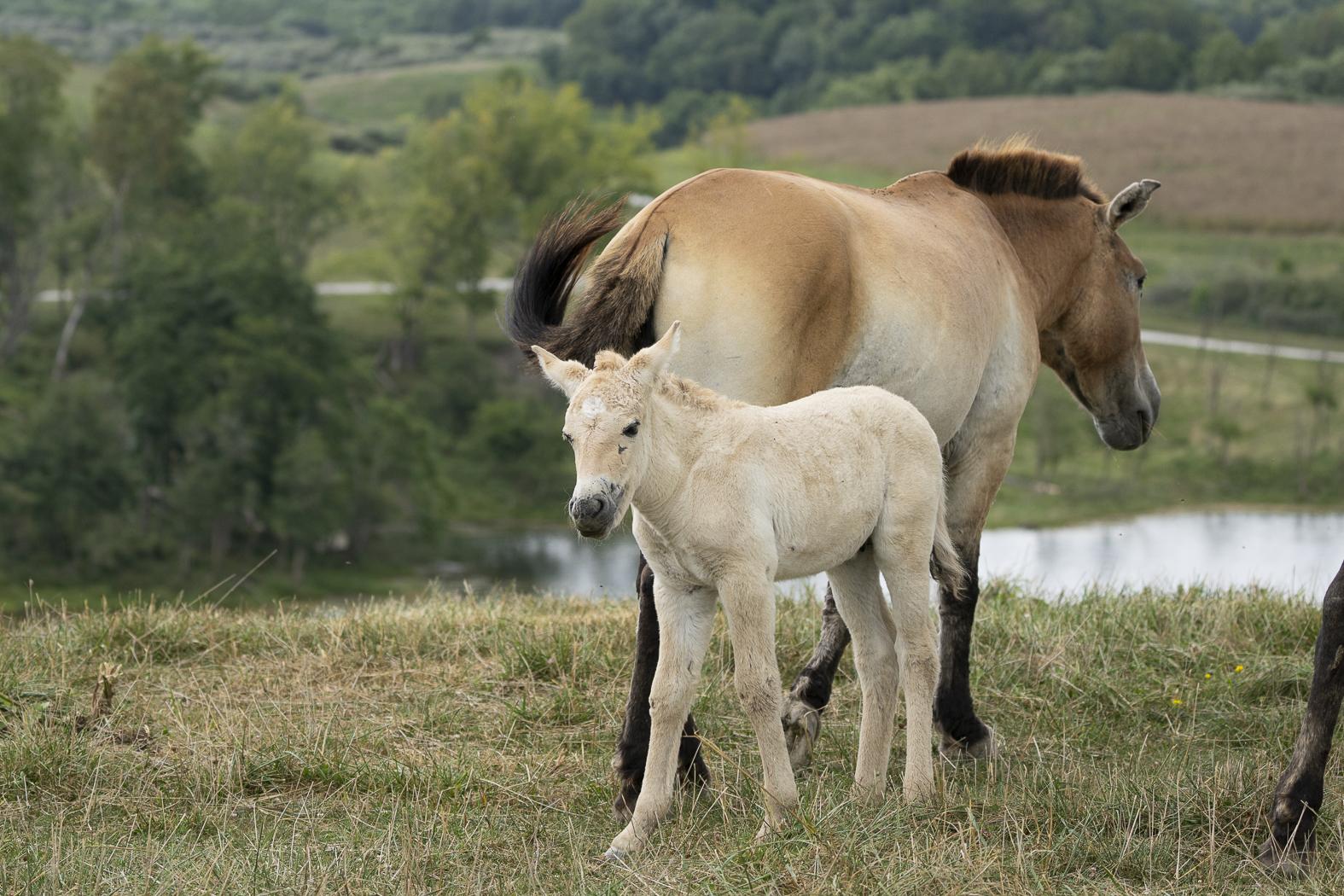 Two Rare Births at The Wilds: Przewalski's Horse and Masai Giraffe